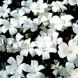 Agrostemma Snow Queen - Seeds