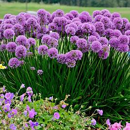 Allium Millenium