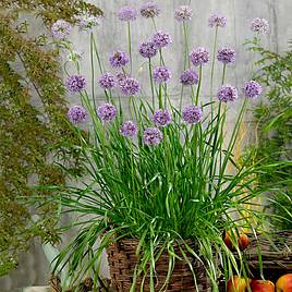Herb Plant - Allium Quattro