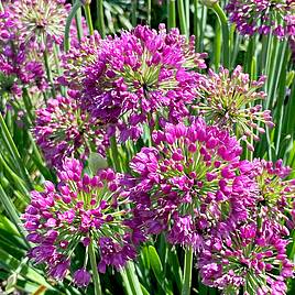 Allium Lavender Bubbles