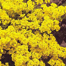 Alyssum saxatile Seeds - Golden Queen