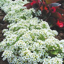 Alyssum Seeds - Snow Carpet (Improved Strain)