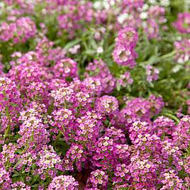 Alyssum Seeds - Rosie ODay