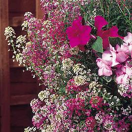 Alyssum Predator Seeds - Wandering Star Mix