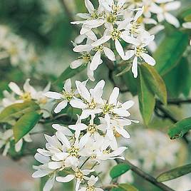 Amelanchier alnifolia Obelisk