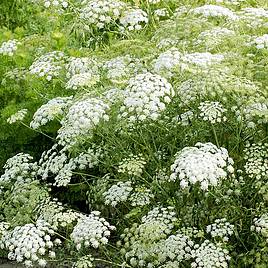 Ammi majus Seeds - Snowflake