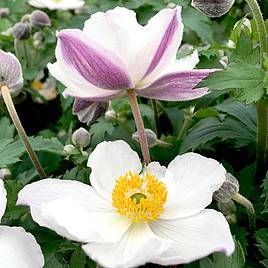 Anemone Elfin Swan