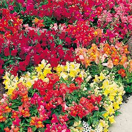 Antirrhinum Seeds - Magic Carpet Mix