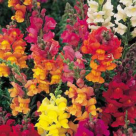 Antirrhinum Seeds - Illumination Mix