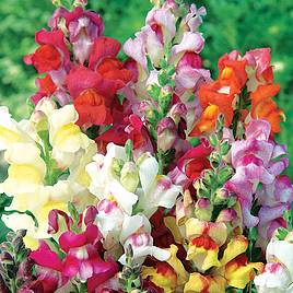 Antirrhinum Seeds - Chuckles