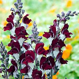 Antirrhinum Seeds - Day & Night