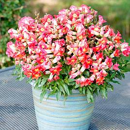 Antirrhinum Seeds - Antiquity Sunset Mix