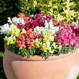 Antirrhinum F1 Crackle & Pop Mix - Seeds