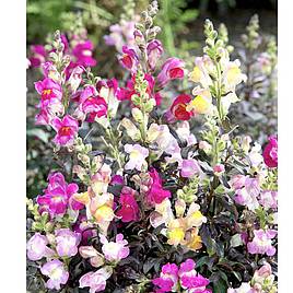 Antirrhinum Seeds - Twilight Mix