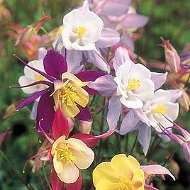 Aquilegia Pretty Bonnets Mix - Seeds