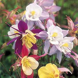 Aquilegia Seeds - Pretty Bonnets Mix