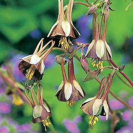 Aquilegia Chocolate Soldier - Seeds