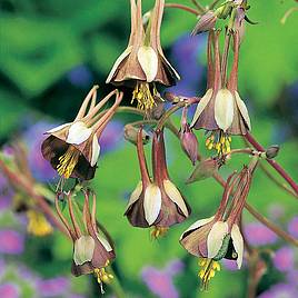 Aquilegia Seeds - Chocolate Soldier