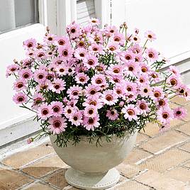 Argyranthemum GranDaisy Pink