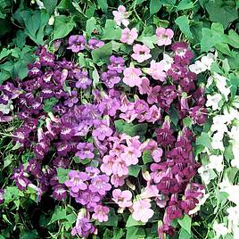 Asarina Formula Mix - Seeds