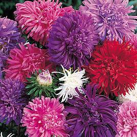 Aster Ostrich Plume Mix - Seeds