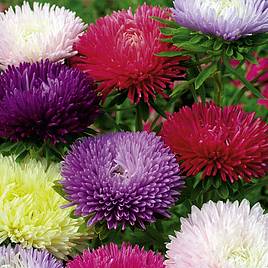 Aster Tall Fraggle Mix - Seeds