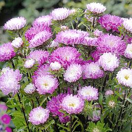 Aster Matsumoto Pink-Tipped White - Seeds