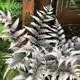 Athyrium niponicum f. metallicum