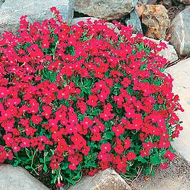 Aubrieta Cascade Red - Seeds