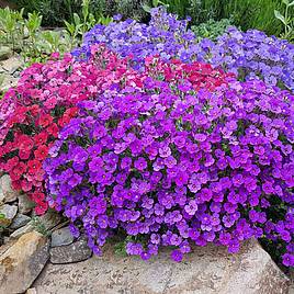 Aubrieta Cheeky Mix - Seeds
