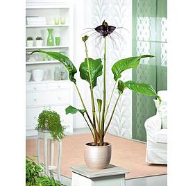 Bat Flower - Houseplant Seeds