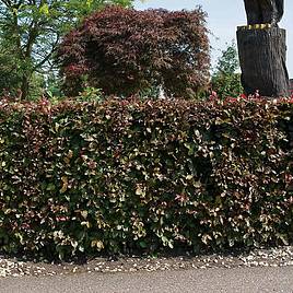 Copper Beech (Hedging)