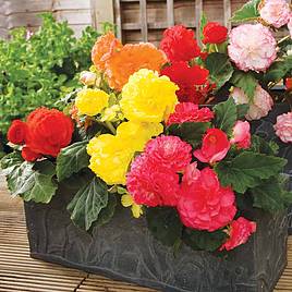 Begonia (Tuberous) F1 Nonstop Mix - Seeds