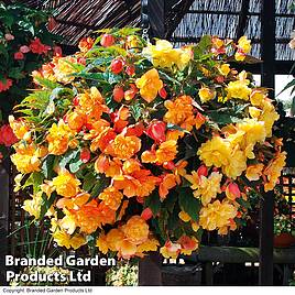 Begonia x tuberhybrida Apricot Shades Improved F1 Hybrid