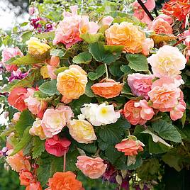 Begonia (Tuberous) Seeds - Parisienne Trailing Mix