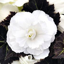 Begonia Nonstop Joy Mocca White