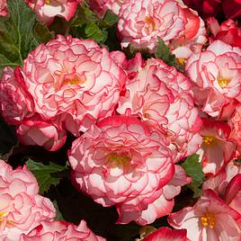 Begonia Nonstop Rose Petticoat