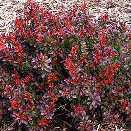 Berberis thunbergii Cabernet