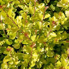 Betula nana Golden Treasure