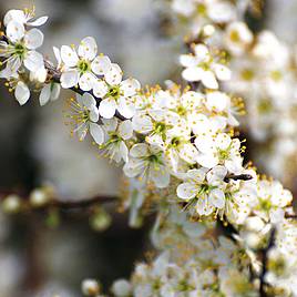 Blackthorn (Hedging)