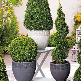 Buxus Pyramid