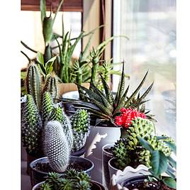 Houseplant Seeds - Urban Cactus Collection