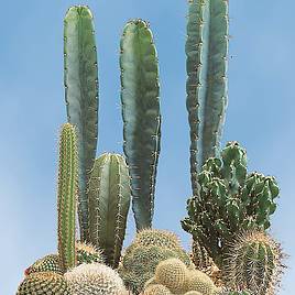 Cactus Seeds - Prickly Characters
