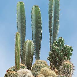 Cactus Prickly Characters - Seeds