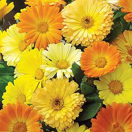 Calendula Seeds - Daisy Mix