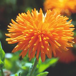 Calendula Seeds - Porcupine