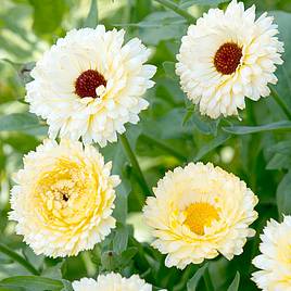 Calendula Seeds - Snow Princess