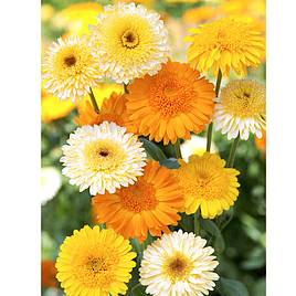 Calendula Seeds - Kinglet Mix