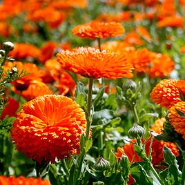 Calendula Seeds - Orange King