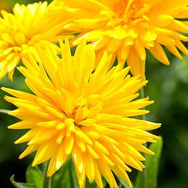 Calendula Seeds - Porcupine Yellow